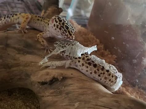 Leopard Gecko Shedding How Often Care Tips Being Reptiles