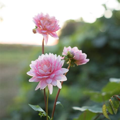 Dahlia Gerrie Hoek – Floret Flower Farm