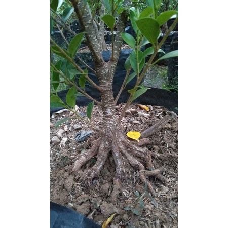 Jual Bahan Bonsai Kimeng Program Akar Pecah Batang Shopee Indonesia