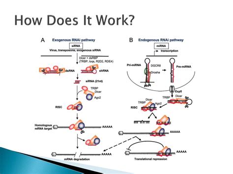 PPT - RNAi PowerPoint Presentation, free download - ID:2227178