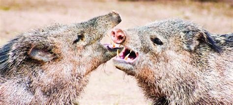 Javelina Teeth