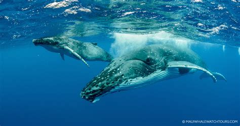 Humpback Whale Mothers and Their Babies