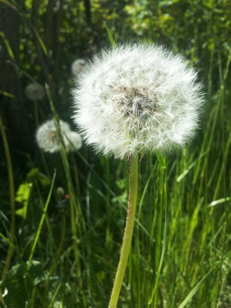 Free Images Nature Blossom Field Meadow Dandelion Prairie