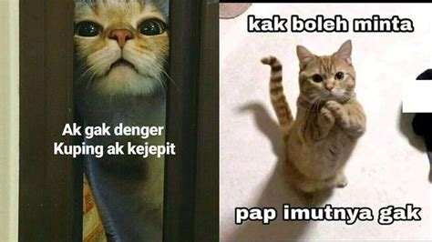 6 Meme Lucu Kucing Ini Bikin Geregetan Cocok Buat Stiker WhatsApp