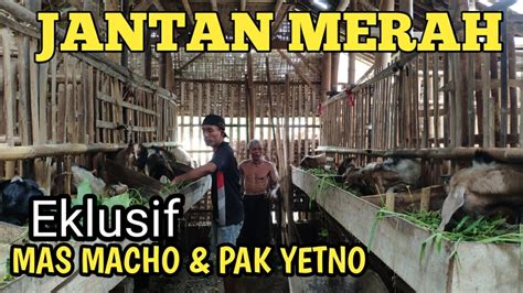 Spill Kambing Jantan Merah Mulai Harga Sampai Juataan Youtube