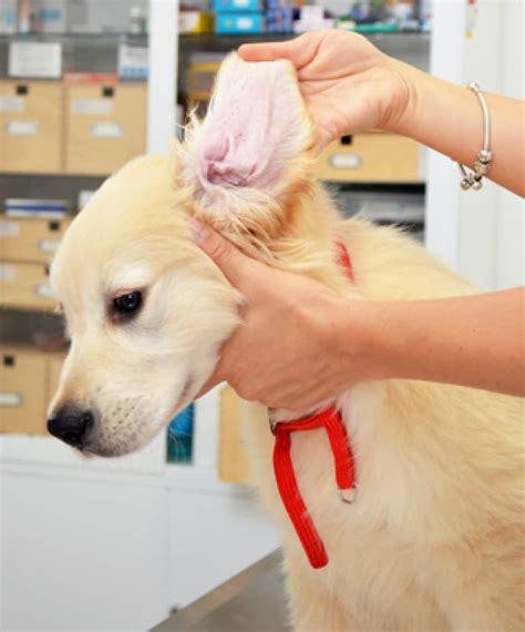 ear care  dogs woof bark growl
