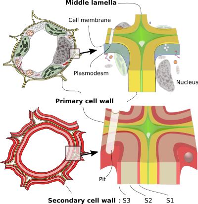 Cell Wall