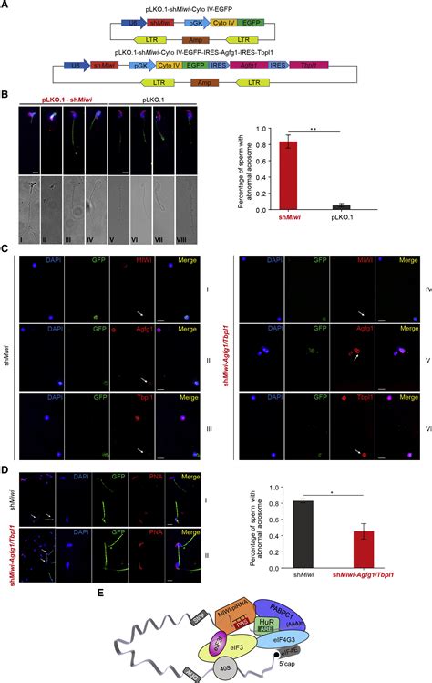 A Translation Activating Function Of Miwi Pirna During Mouse