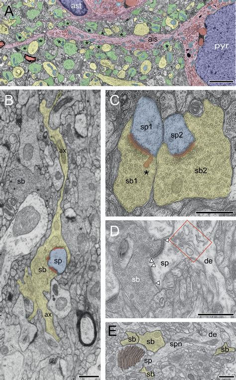 Synapses Multitasking Global Players In The Brain