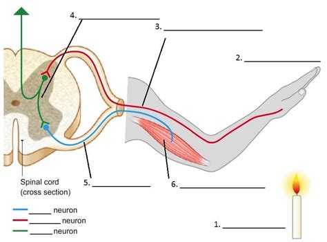 Reflex Arc Diagram Diagram Quizlet