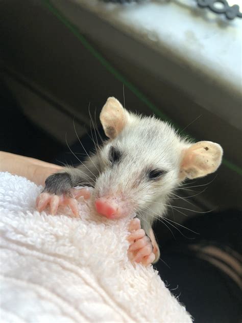 Possum Every Hour Please See Pinned Tweet On Twitter