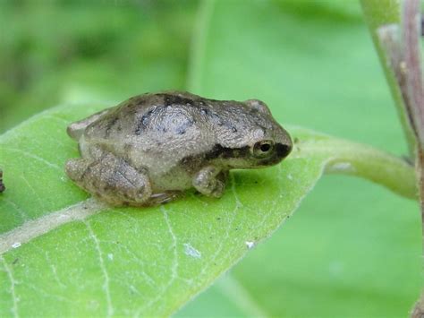 To Count Michigan Frogs You Might Visit A Swamp At Midnight Interlochen