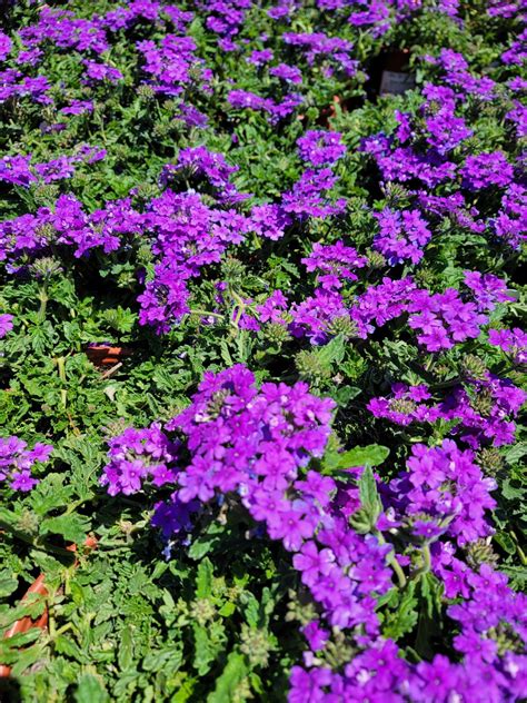 Verbena Peruviana Endurascape Blue Urban Tree Farm Nursery