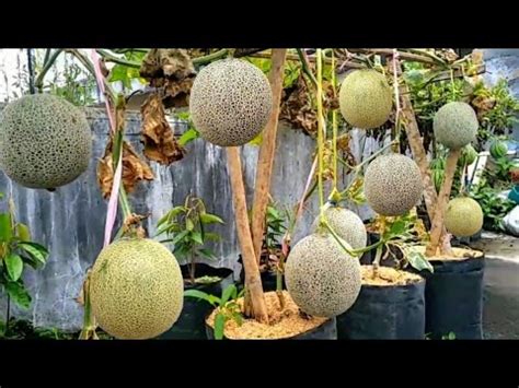 Menanam Melon Di Musim Hujan Planting Melons In The Rainy Season