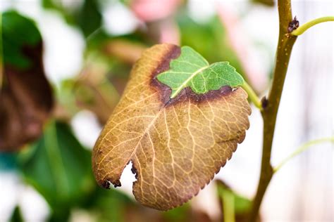 How To Identify And Treat Tree Diseases Gray Brother S Tree Service