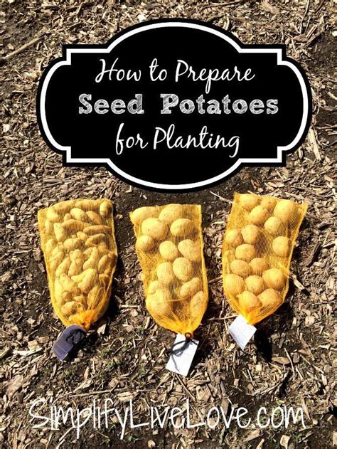 Prepare Seed Potatoes For Planting Simplify Live Love