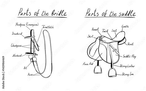 Parts of a saddle and bridle, vector. The terms of the equestrian equipment. Hand drawn with ...