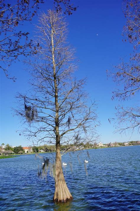 Lake Morton In Florida Stock Photo Image Of Nature 211124964