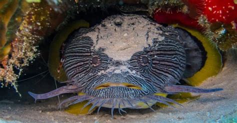 Toadfish - A-Z Animals