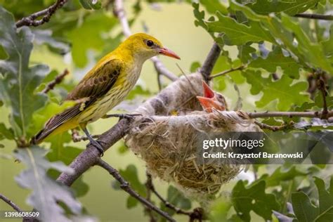 Golden Oriole Photos And Premium High Res Pictures Getty Images