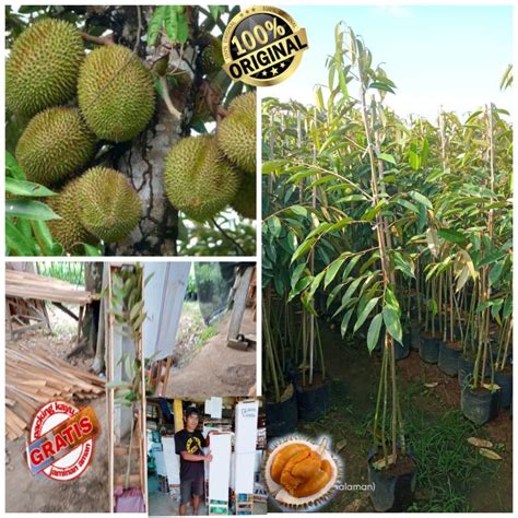 Jual Bibit Durian Oche Black Thorn Super Murah Shopee Indonesia