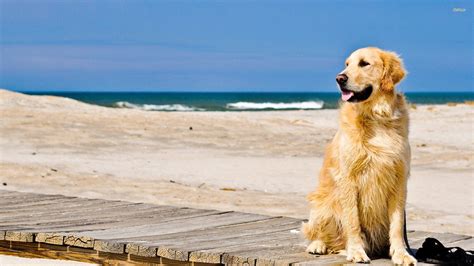 Golden Retriever Wallpapers - Wallpaper Cave