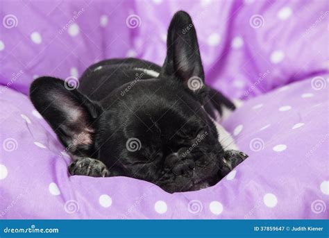 Sleeping puppy stock image. Image of eyes, french, tired - 37859647