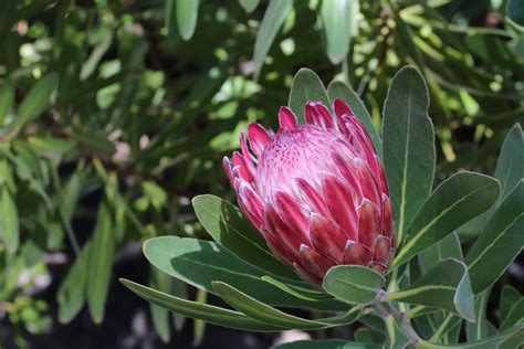 Protea Flower Meaning Symbolism And Colors Pansy Maiden