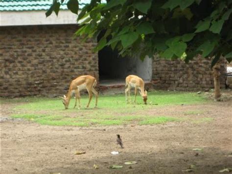 Lahore Zoo Lahore Pakistan Places To Visit At Hamariweb Travel