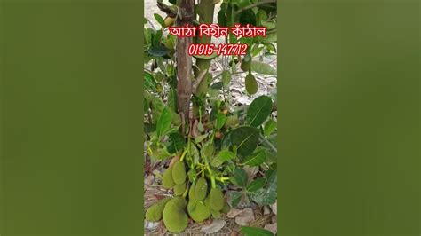 আঠা বিহীন কাঁঠাল চাষ পদ্ধতি 01915 147712 Youtube