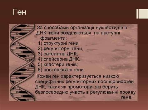 Структурні та регуляторні гени Ген — одиниця