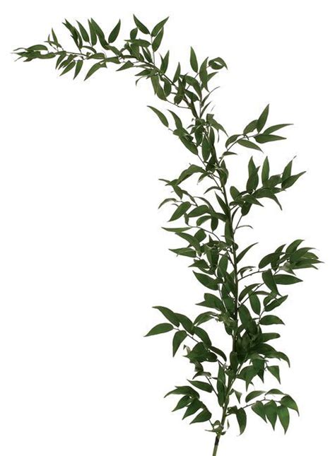 italian ruscus 699 | Greens, foliage and branches | Pinterest ...