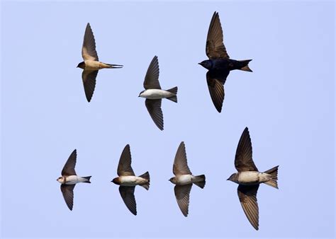 Identification Of Swallows In Flight — Chicago Bird Alliance