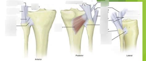 Diagram Of Proximal Tibiofibular Joint Quizlet