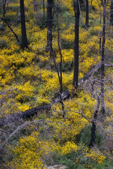 Free Images Landscape Tree Nature Wilderness Branch Sunlight