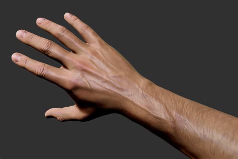 D Realistic Male Arm Hand Model Turbosquid