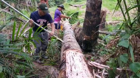 MENGAMBIL SAGU DARI POKOK RUMBIA YouTube