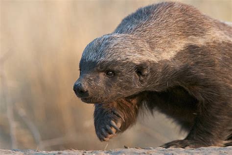 Spiritual Vigor Some Fun Facts About The Honey Badger That You Will Be