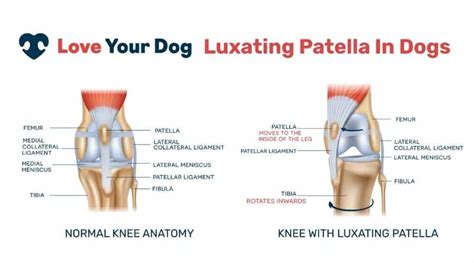 Patella Luxation In Dogs Kneecap Condition Causes And Treatment Options
