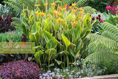 Canna Bethany Flow Stock Photo By Nicola Stocken Image 1334589