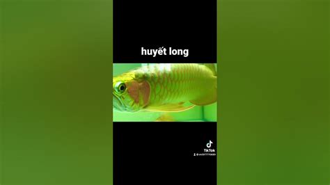 Cá Rồng Huyết Long Youtube