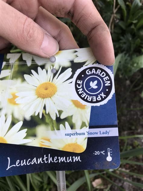 Pin Van Marleen Geerts Op Tuin Tuin