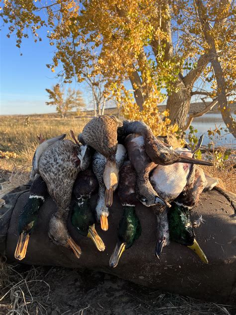 First Hunt of the Season in Colorado. : r/Waterfowl