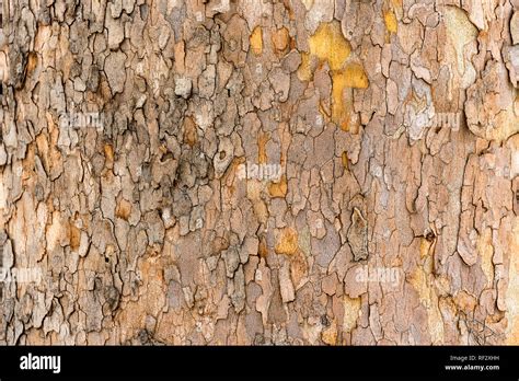 La Textura De La Corteza Del Rbol Sic Moro Fotograf A De Stock Alamy