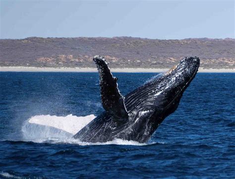 3 Night Ningaloo Snorkel Dive Getaway Sail Ningaloo