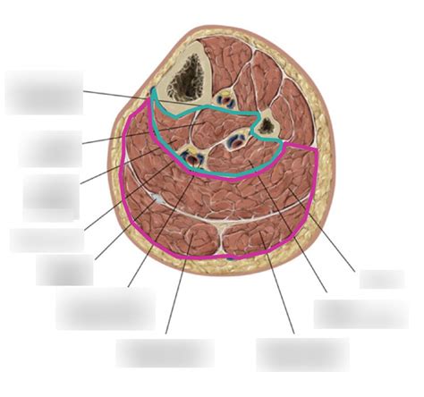 Posterior Compartment Of The Leg Diagram Quizlet