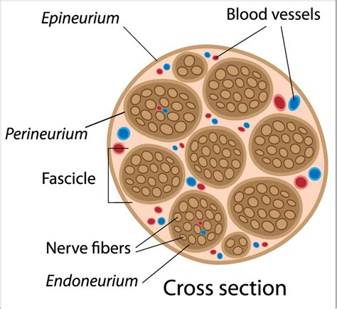 Peripheral Nerve Cross Section