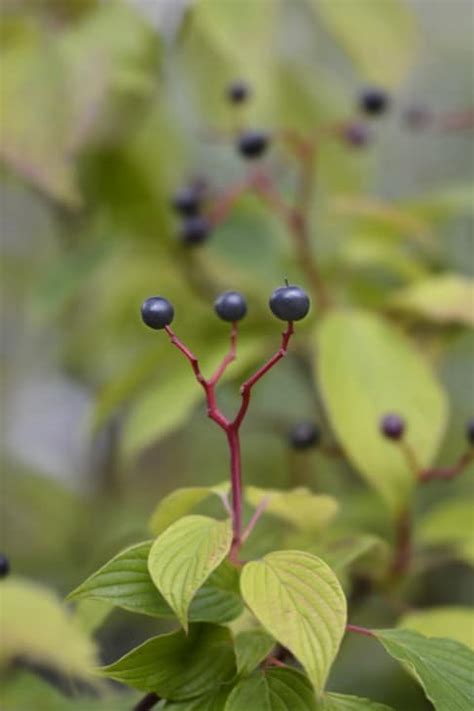 Are Dogwood Berries Poisonous? - ProGardenTips