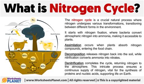 What Is Nitrogen Cycle