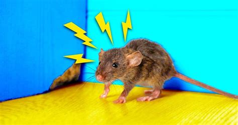 4 astuces pour se débarrasser des souris et des rats à la maison